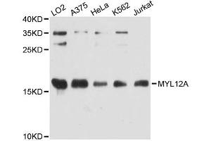 Western blot analysis of extracts of various cell lines, using MYL12A antibody (ABIN5995731) at 1:3000 dilution. (MYL12A 抗体)
