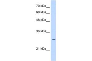 Western Blotting (WB) image for anti-Leucine Rich Repeat Containing 59 (LRRC59) antibody (ABIN2463275) (LRRC59 抗体)