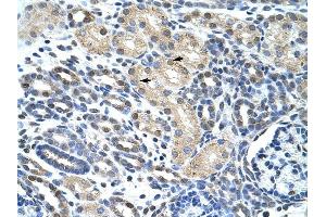 WBSCR1 antibody was used for immunohistochemistry at a concentration of 4-8 ug/ml to stain Epithelial cells of renal tubule (arrows) in Human Kidney. (EIF4H 抗体  (Middle Region))