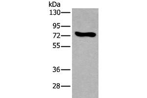 Western blot analysis of NIH/3T3 cell lysate using KEAP1 Polyclonal Antibody at dilution of 1:600