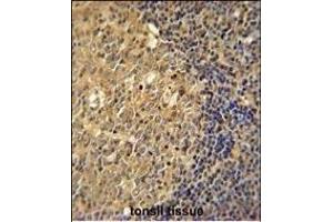 ACTB Antibody  immunohistochemistry analysis in formalin fixed and paraffin embedded human tonsil tissue followed by peroxidase conjugation of the secondary antibody and DAB staining. (beta Actin 抗体)