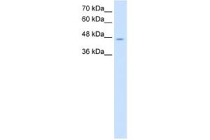 WB Suggested Anti-NDRG1 Antibody Titration:  2. (NDRG1 抗体  (C-Term))