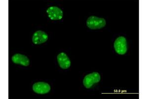 Immunofluorescence of purified MaxPab antibody to EMG1 on HeLa cell. (EMG1 抗体  (AA 1-244))