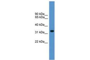 Image no. 1 for anti-BCL2/adenovirus E1B 19kDa Interacting Protein 1 (BNIP1) (AA 91-140) antibody (ABIN6746601) (BNIP1 抗体  (AA 91-140))