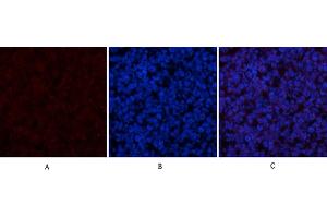 Immunofluorescence analysis of mouse spleen tissue.