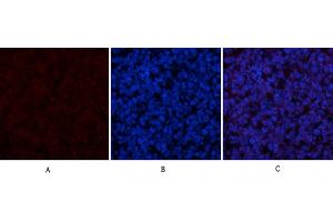 Immunofluorescence analysis of mouse spleen tissue. (Cytochrome C 抗体  (AA 1268-1341))