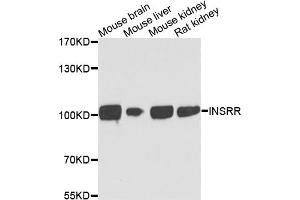 Western blot analysis of extracts of various cell lines, using INSRR antibody. (INSRR 抗体)