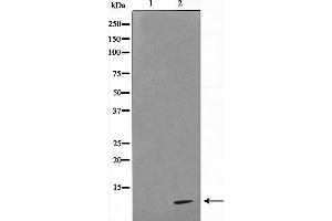 Western blot analysis on HeLa cell lysate using COX17 Antibody,The lane on the left is treated with the antigen-specific peptide.