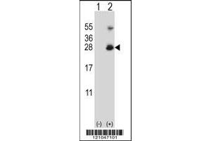 Western blot analysis of RNF11 using rabbit polyclonal RNF11 Antibody using 293 cell lysates (2 ug/lane) either nontransfected (Lane 1) or transiently transfected (Lane 2) with the RNF11 gene. (RNF11 抗体  (AA 64-90))