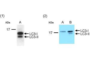 Western Blotting (WB) image for anti-Microtubule-Associated Protein 1 Light Chain 3 beta (MAP1LC3B) antibody (ABIN2854667)