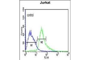ATF1 Antibody (C-term) (ABIN651055 and ABIN2840051) flow cytometric analysis of Jurkat cells (right histogram) compared to a negative control cell (left histogram). (AFT1 抗体  (C-Term))