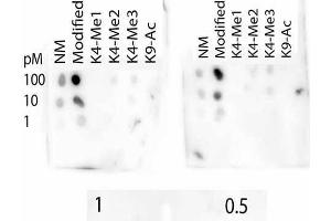 Dot Blot (DB) image for anti-Histone 3 (H3) (H3K4me3), (H3K9ac) antibody (ABIN5706769)
