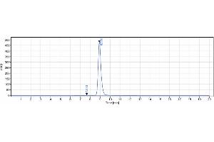 anti-Vascular Endothelial Growth Factor C (VEGFC) antibody