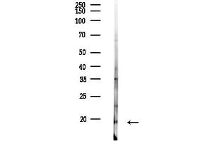 anti-RNA Binding Motif Protein 3 (RBM3) (C-Term) antibody