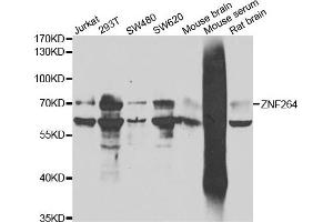 Western blot analysis of extracts of various cell lines, using ZNF264 antibody. (ZNF264 抗体)