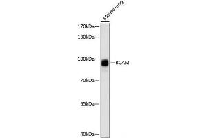 Western blot analysis of extracts of Mouse lung using BCAM Polyclonal Antibody at dilution of 1:1000. (BCAM 抗体)