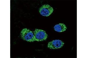 Confocal immunofluorescent analysis of RAGE antibody with MDA-MB231 cells followed by Alexa Fluor 488-conjugated goat anti-rabbit lgG (green). (RAGE 抗体  (AA 206-234))