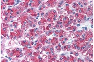 Human Pancreas (formalin-fixed, paraffin-embedded) stained with SNAI2 antibody ABIN213984 at 10 ug/ml followed by biotinylated goat anti-rabbit IgG secondary antibody ABIN481713, alkaline phosphatase-streptavidin and chromogen. (SLUG 抗体  (Internal Region))
