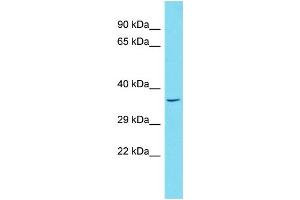 Host: Rabbit Target Name: WBP1L Sample Type: Hela Whole Cell lysates Antibody Dilution: 1. (OPAL1 抗体  (C-Term))