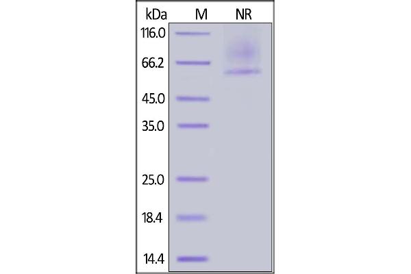 GPC2 Protein (AA 22-556) (His tag)