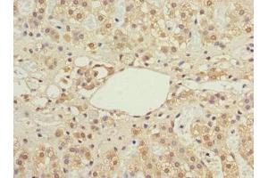 Immunohistochemistry of paraffin-embedded human adrenal gland tissue using ABIN7156711 at dilution of 1:100 (IFRD1 抗体  (AA 1-240))