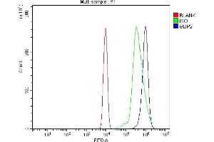 Flow Cytometry analysis of ANA-1 cells using anti-Gbp2 antibody (ABIN7600364).