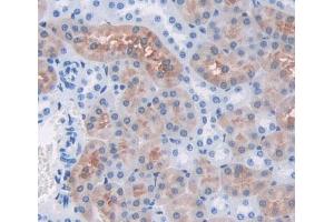 Used in DAB staining on fromalin fixed paraffin- embedded kidney tissue (FARS2 抗体  (AA 1-451))