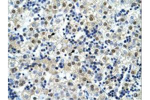 Image no. 1 for anti-Nuclear Transcription Factor Y, gamma (NFYC) (AA 259-308) antibody (ABIN6737866) (NFYC 抗体  (AA 259-308))