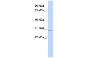 WB Suggested Anti-MYF6 Antibody Titration: 0.