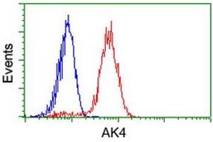Image no. 4 for anti-Adenylate Kinase 4 (AK4) antibody (ABIN1496528) (AK4 抗体)