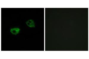 Immunofluorescence analysis of HepG2 cells, using MTR1A antibody. (Melatonin Receptor 1A 抗体  (Internal Region))