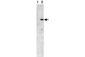 Western blot analysis of STRN3 in NIH/3T3 cell lysates (Lane1 : control antibody, Lane2 : anti- STRN3) with STRN3 monoclonal antibody, clone S68 . (STRN3 抗体)