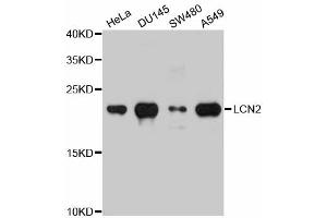 Western blot analysis of extracts of various cell lines, using LCN2 antibody (ABIN5971118) at 1/1000 dilution. (Lipocalin 2 抗体)