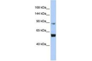 Image no. 1 for anti-Minichromosome Maintenance Deficient 10 (MCM10) (AA 648-697) antibody (ABIN6742707) (MCM10 抗体  (AA 648-697))