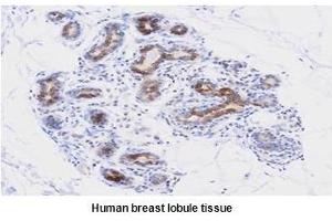 Paraffin embedded sections of human breast lobule tissue were initrocelluloseubated with anti-human PDCD12 (1:50) for 2 hours at room temperature. (AVEN 抗体  (AA 254-362))