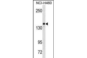 KIT Antibody  (ABIN1538599 and ABIN2850081) western blot analysis in NCI- cell line lysates (35 μg/lane). (KIT 抗体  (AA 724-753))