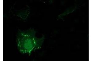 Anti-PDLIM2 mouse monoclonal antibody (ABIN2454456) immunofluorescent staining of COS7 cells transiently transfected by pCMV6-ENTRY PDLIM2 (RC210022). (PDLIM2 抗体)