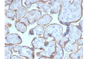 Formalin-fixed, paraffin-embedded human Placenta stained with PAPP-A Mouse Monoclonal Antibody (PAPPA/2716). (PAPPA 抗体  (AA 351-523))