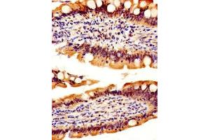 IHC image of ABIN7167554 diluted at 1:500 and staining in paraffin-embedded human small intestine tissue performed on a Leica BondTM system. (REG3A 抗体  (AA 27-175))