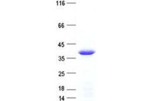 Validation with Western Blot (WBSCR22 Protein (His tag))