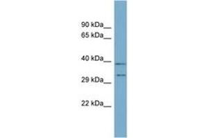 Image no. 1 for anti-Developmental Pluripotency Associated 4 (DPPA4) (N-Term) antibody (ABIN6744126) (DPPA4 抗体  (N-Term))