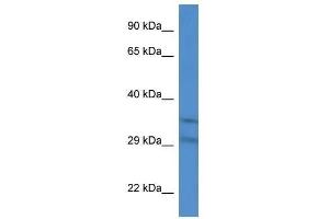 Western Blot showing Slc25a31 antibody used at a concentration of 1.