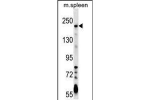Western blot analysis in mouse spleen tissue lysates (35ug/lane). (NEO1 抗体  (AA 657-685))