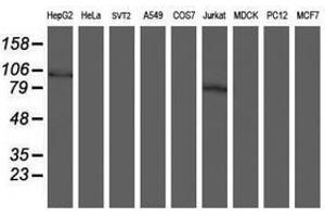 Image no. 2 for anti-SKI-Like Oncogene (SKIL) (AA 307-684) antibody (ABIN1491387) (SKIL 抗体  (AA 307-684))