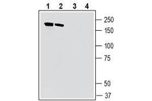 Western blot analysis of mouse brain membranes (lanes 1 and 3) and rat brain membranes (lanes 2 and 4): - 1, 2. (IQGAP1 抗体  (Intracellular))