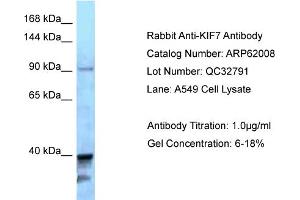 Western Blotting (WB) image for anti-Kinesin Family Member 7 (KIF7) (C-Term) antibody (ABIN2788986) (KIF7 抗体  (C-Term))