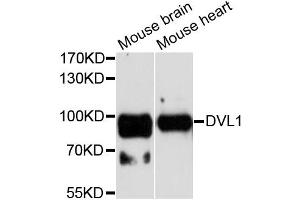 Western blot analysis of extracts of various cell lines, using DVL1 antibody. (DVL1 抗体)