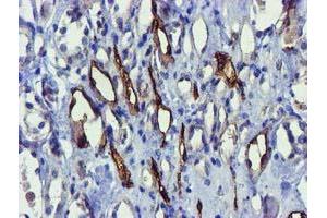 Immunohistochemical staining of paraffin-embedded Human Kidney tissue using anti-FAM84B mouse monoclonal antibody. (FAM84B 抗体)