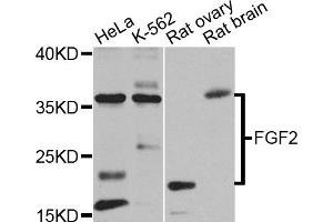 Western blot analysis of extracts of various cell lines, using FGF2 antibody (ABIN1872685) at 1:1000 dilution. (FGF2 抗体)