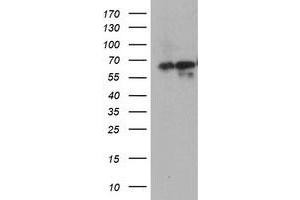 Western Blotting (WB) image for anti-5-Aminoimidazole-4-Carboxamide Ribonucleotide Formyltransferase/IMP Cyclohydrolase (ATIC) antibody (ABIN1496504) (ATIC 抗体)